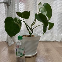 【観葉植物】斑入りモンステラ④