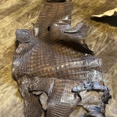 ⭐︎動物の皮⭐︎の画像