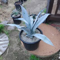 アガベ　カキコ差し上げます。の画像