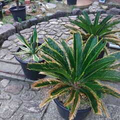 アガベ　カキコ差し上げます。の画像