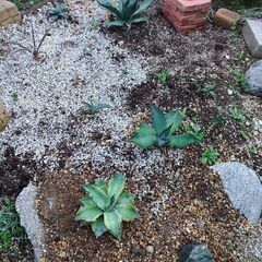 アガベ　カキコ差し上げます。