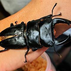 【ラスト】オオクワガタ　オス