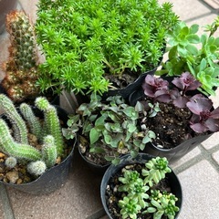 多肉植物 サボテン 7種 セダム 発根すみ ポットごとお渡し