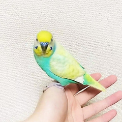 【セキセイインコ】　スパングルパステルレインボー