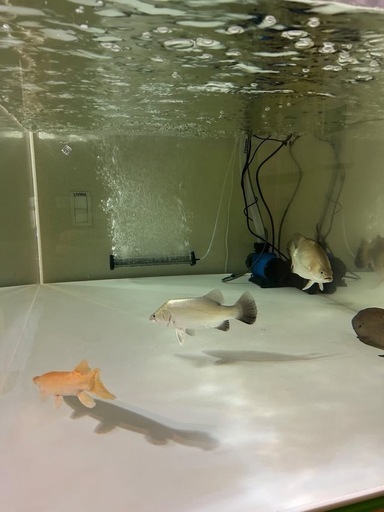 バラマンディ等、　アルビノ　多数在庫　ガ