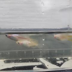 イエローテール半月×ヒミコメダカ5匹400円の画像