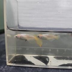 イエローテール半月×ヒミコメダカ5匹400円の画像
