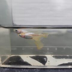 イエローテール半月×ヒミコメダカ5匹400円の画像