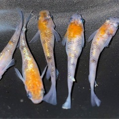 ★WI-03🐟有精卵20個＋α