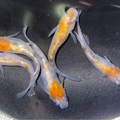 ★WI-03🐟有精卵20個＋αの画像