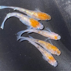 ★WI-03🐟有精卵20個＋αの画像