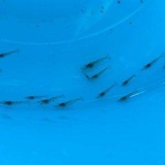 ミナミヌマエビ🦐　１匹20円の画像