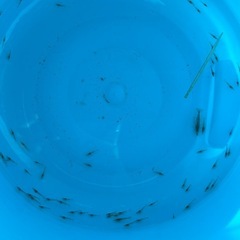 ミナミヌマエビ🦐　１匹20円の画像