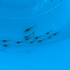 ミナミヌマエビ🦐　１匹20円の画像