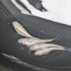 ローズジュエルピンクメダカの画像