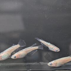 ローズジュエルピンクメダカの画像