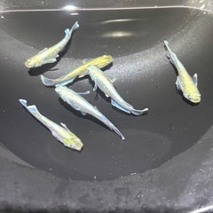 受付終了‼️エメキン　オス1  メス6