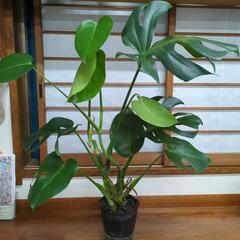 モンステラ　高さ80センチ　観葉植物
