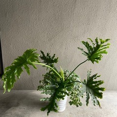 観葉植物寄せ植え