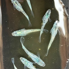 メダカ　ゴブリン　針子　10匹300円の画像