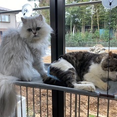 猫の窓用ハンモックの画像