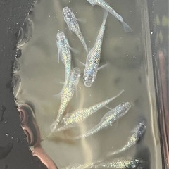 メダカ　サファイア　針子10匹300円の画像