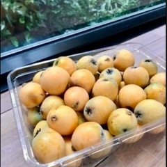 無農薬♫甘くて美味しい採れたて枇杷ビワ