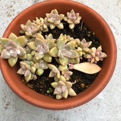 多肉植物(素焼き鉢植え)の画像