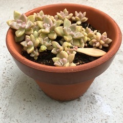 多肉植物(素焼き鉢植え)の画像