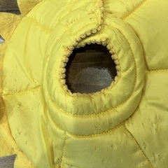 猫のエリザベスカラーの画像