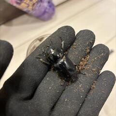 本土ヒラタ　♂♀♀トリオの画像