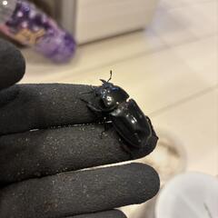 本土ヒラタ　♂♀♀トリオの画像