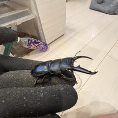 本土ヒラタ　♂♀♀トリオの画像