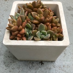多肉植物・ブロンズ姫 他の画像