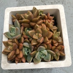 多肉植物・ブロンズ姫 他の画像