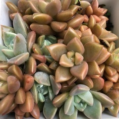 多肉植物・ブロンズ姫 他