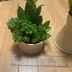 ランキングキーワードに紐づく投稿画像-多肉植物