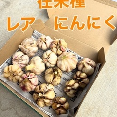 売り切れ①レア✨在来種ニンニク（種類は希望性：12個前後）大小お任せ