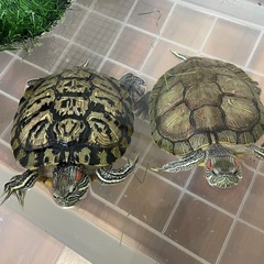 引き取ってくれる方m(_ _)m