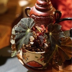 観葉植物　ベコニア・クロワシ　おしゃれな鉢と受け皿付き