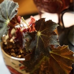 観葉植物　ベゴニア・クロワシ　おしゃれな鉢付きの画像