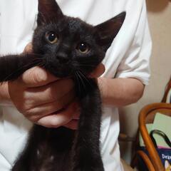 やんちゃ黒猫①