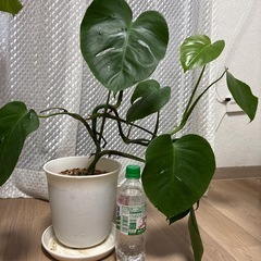 【観葉植物】斑入りモンステラ⑤