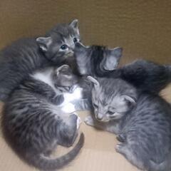 子猫　3匹　里親　募集