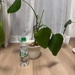 【観葉植物】モンステラ⑥