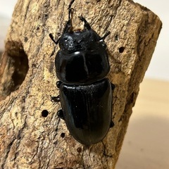 オオクワガタの幼虫の画像