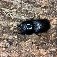 国産　オオクワガタ　千葉県　旧横芝光町上堺産　新成虫ペアの画像