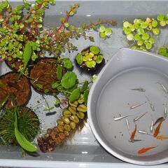 メダカ　ビオトープセット№４（ミックスメダカ15匹　水草7種　稚...