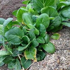 無農薬野菜