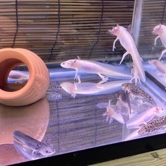 ウーパールーパー　1匹